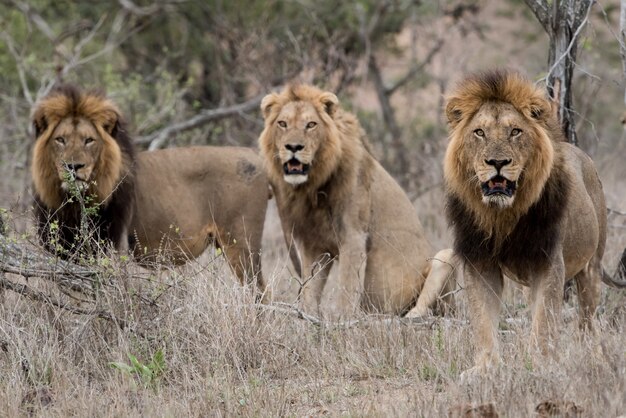 Free Photo male lions in a bush field with a blurred background