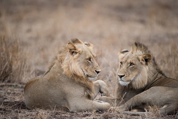 Free photo male lions resting on the ground