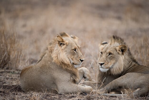 Free Photo male lions resting on the ground
