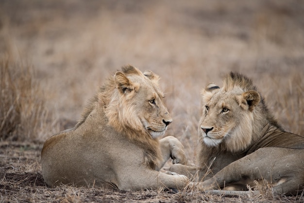Male lions resting on the ground