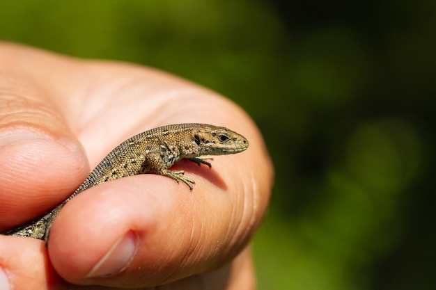 Male's hand holding a lizard on a blurry greenery