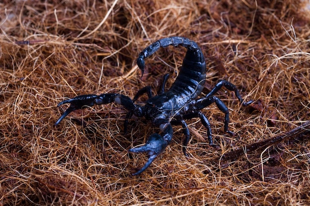 Free photo male scorpion goes on straw scorpion attacks