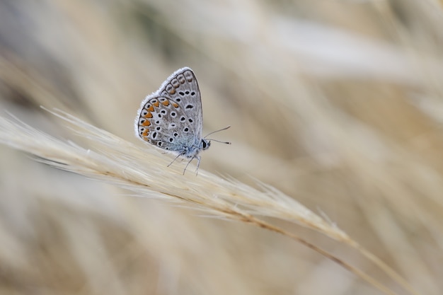 Free photo male southern blue  polyommatus celina