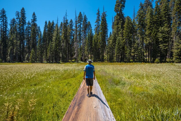 미국 캘리포니아 세쿼이아 국립공원에 있는 거대한 쓰러진 나무 위에 서 있는 남성