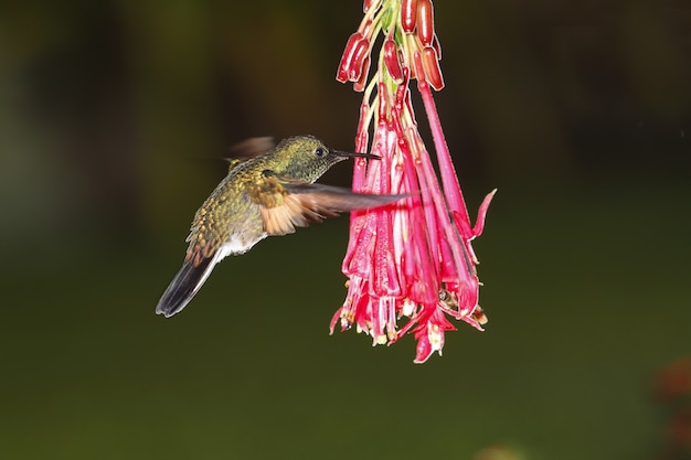 Male Stripe-tailed hummingbird Eupherusa eximia