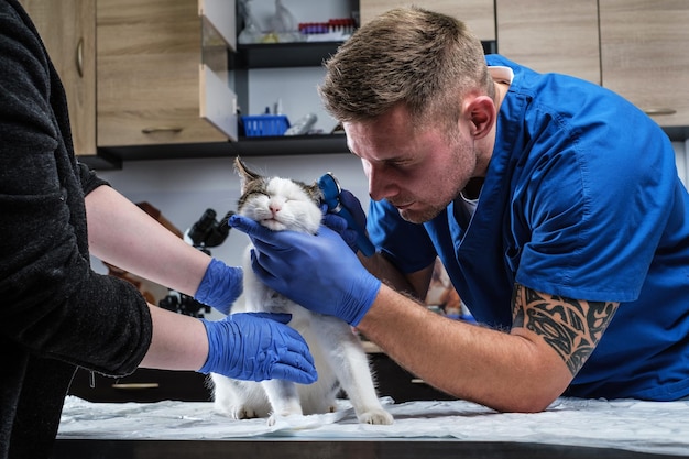 獣医クリニックで耳鏡を使って猫の耳の感染症を調べる男性獣医師。