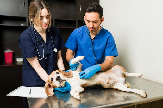 Male veterinarian with blue scrubs and gloves using a stethoscope to listen to the heart of a beagle dog. Woman vet holding down a sick pet at the exam table