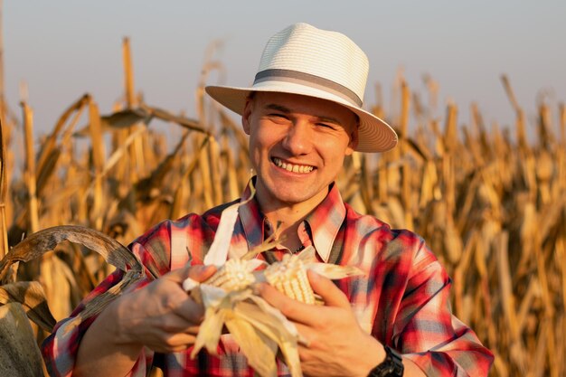 Male wearing a flannel shirt picking corn on a beautiful cornfield on a sunset