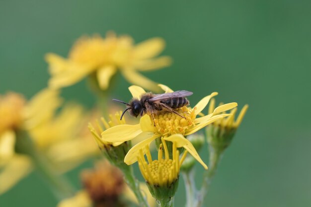 노란색 꽃 위에 앉아 있는 수컷 노란색 다리 광업 꿀벌(Andrena flavipes)