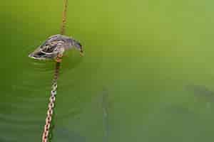 Free photo mallard anas platyrhynchos sitting on a chain above the water looks at the fish in the water