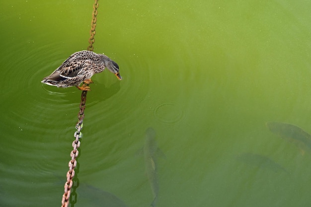 Кряква Anas platyrhynchos Сидит на цепи над водой и смотрит на рыбу в воде