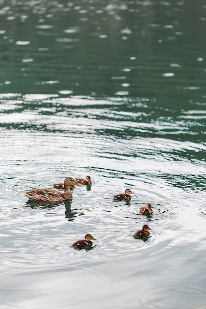 Free photo mallard duck swimming with baby ducklings on lake