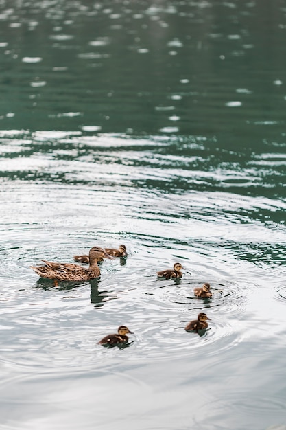 청둥 오리 오리 호수에 아기 ducklings와 수영