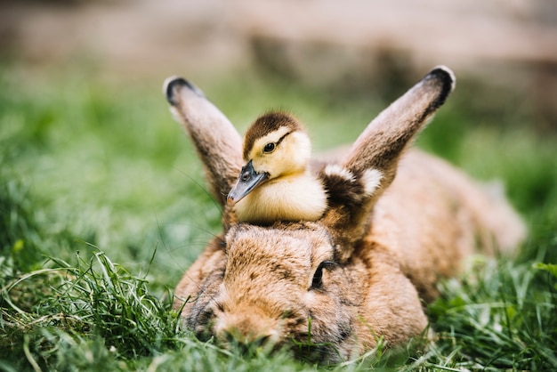 Mallard duckling sitting over hare's head on green grass