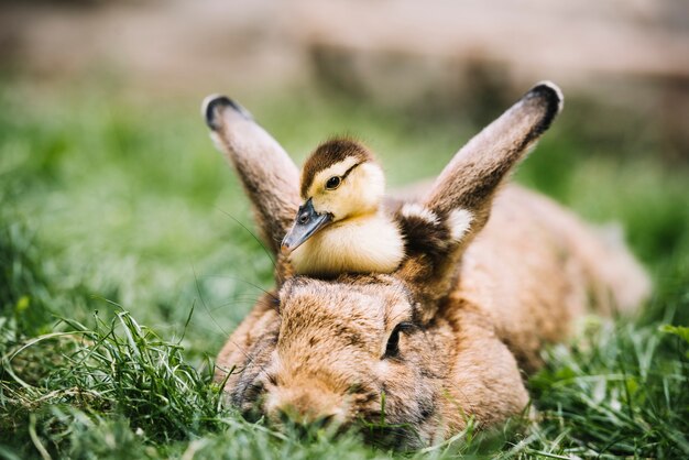 Mallard duckling sitting over hare's head on green grass