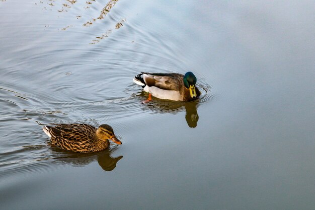 Mallard ducks swimming in a lake during daytime