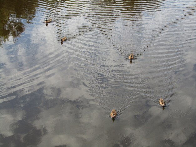 Mallard ducks swimming in the pond