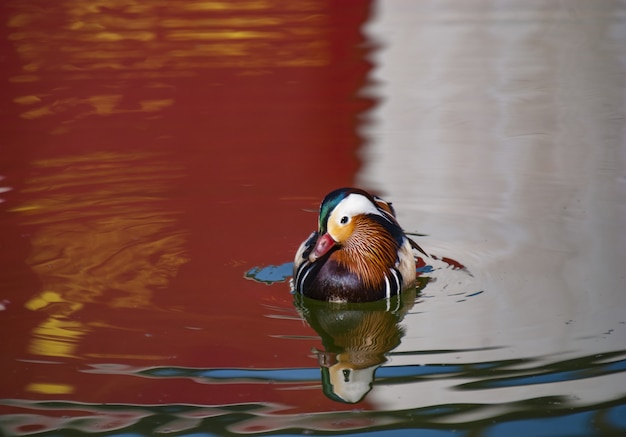 周囲を反射して湖で泳ぐカラフルな羽を持つマガモ