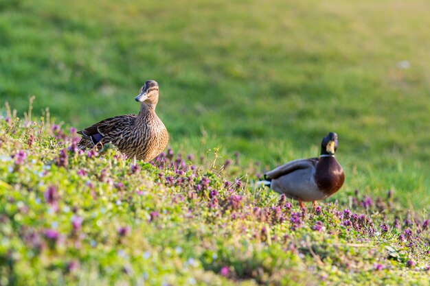 Mallards surrounded by greenery in a field under the sunlight