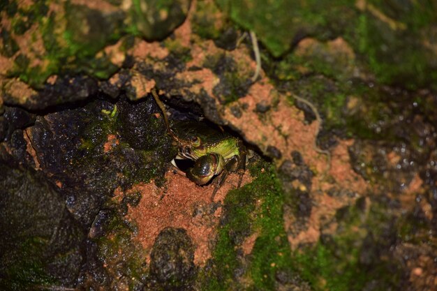 Maltese freshwater crab, Potamon fluviatile, muddy burrow nest.