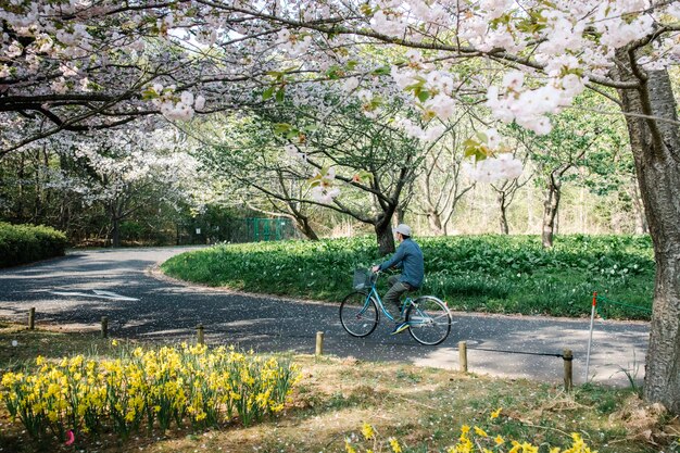 man in bike on pathway in sakura park