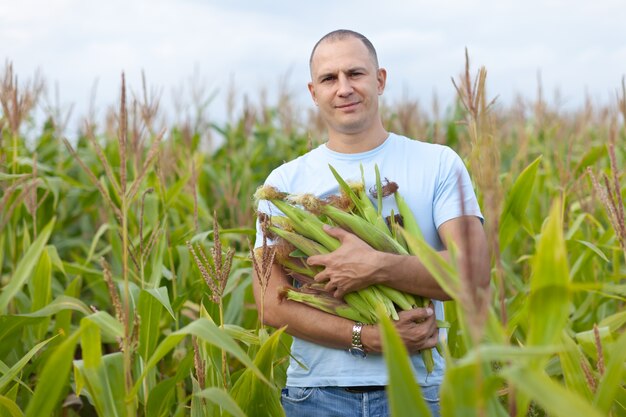 Man in cornfield with corn cobs