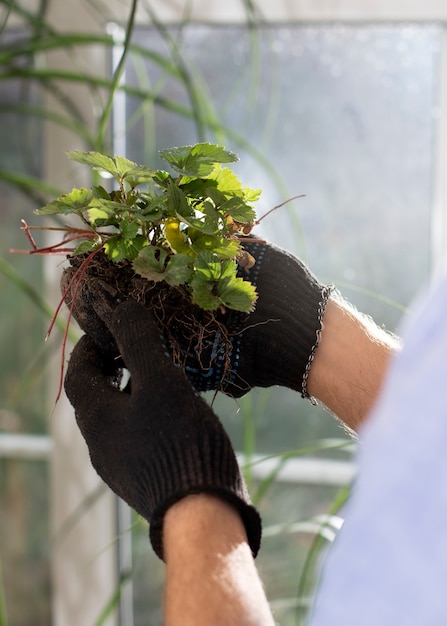 屋内庭園で植物を栽培および栽培する男性