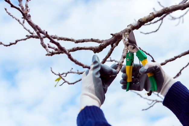 Free photo man cutting dried branches