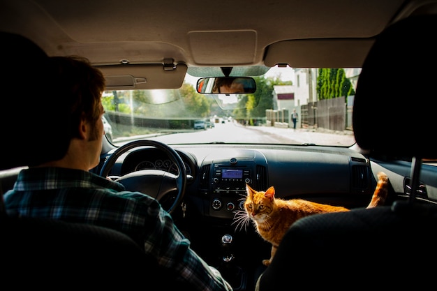 Free photo man driving with a beautiful cat next to him