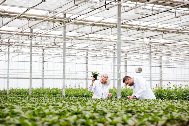 男と年配の女性が植物での作業