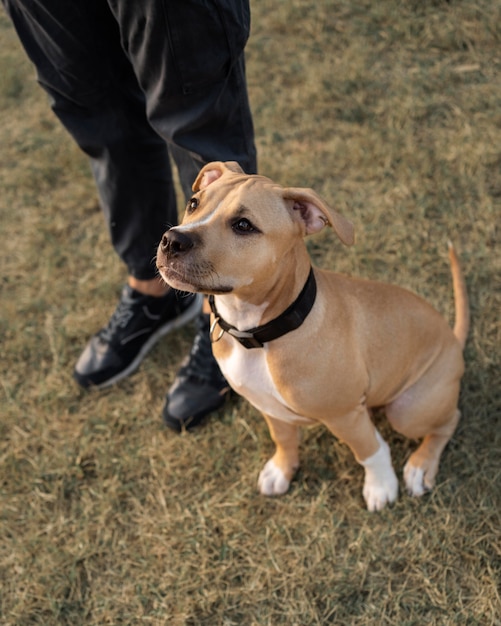 彼の犬との質の高い時間を楽しんでいる男