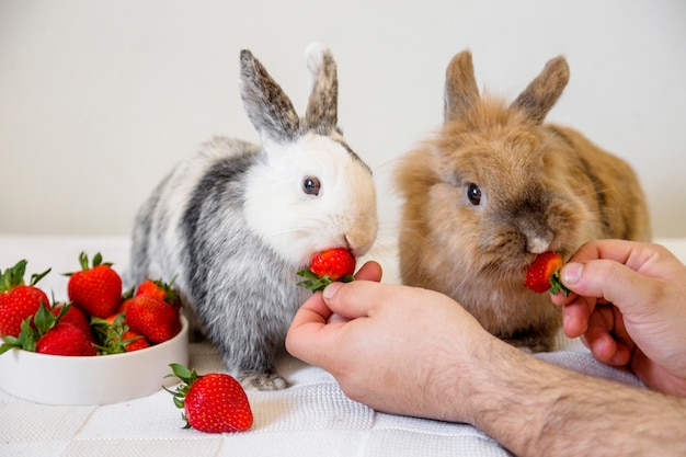 Free photo man feeding strawberries to rabbits