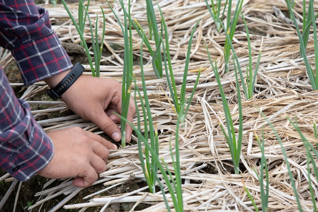 Man gardener growing green spring onion.