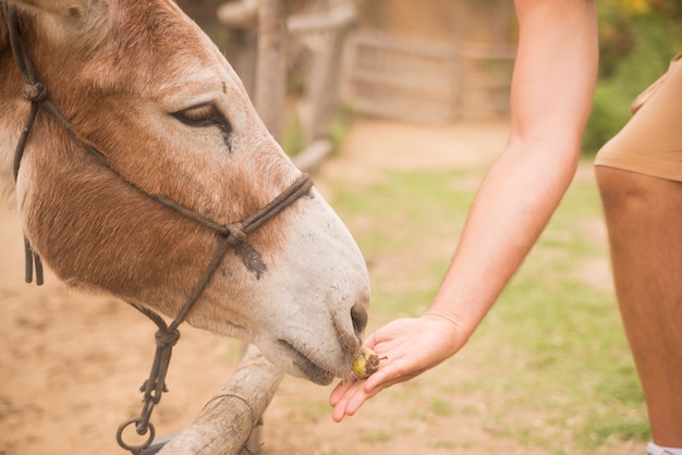 Free photo man giving eat donkey farm, animals and nature