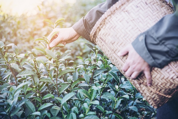 Free photo man harvest / pick fresh green tea leaves at high land tea field in chiang mai thailand