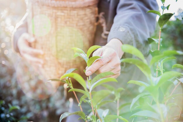 Man harvest / pick fresh green tea leaves at high land tea field in Chiang Mai Thailand 