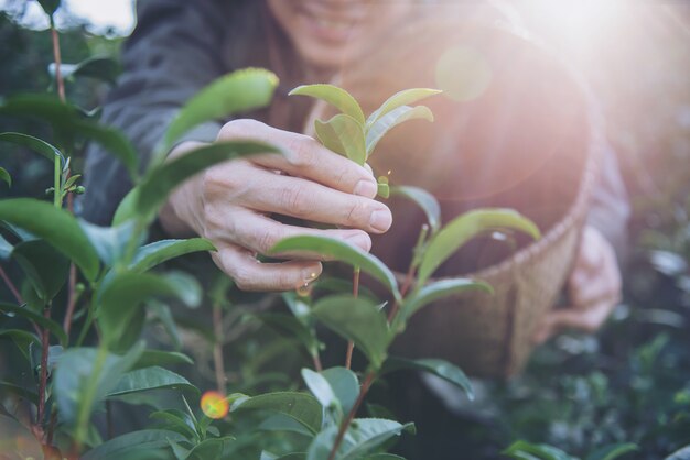 男の収穫/チェンマイタイの高地茶畑で新鮮な緑茶葉