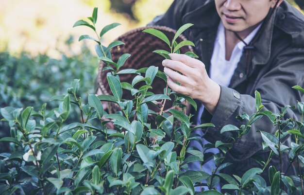 Man harvest / pick fresh green tea leaves at high land tea field in Chiang Mai Thailand