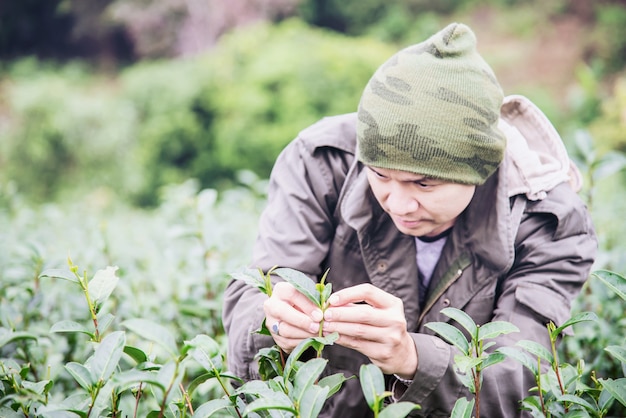 男の収穫/チェンマイタイの高地茶畑で新鮮な緑茶葉