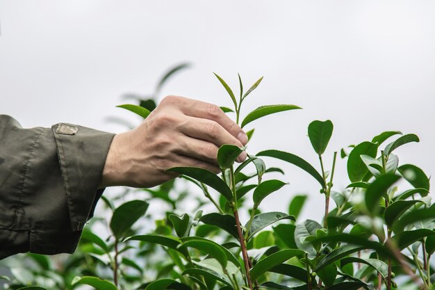 Man harvest / pick fresh green tea leaves at high land tea field in Chiang Mai Thailand 