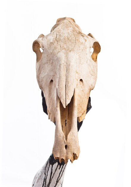 Man holding horse skull