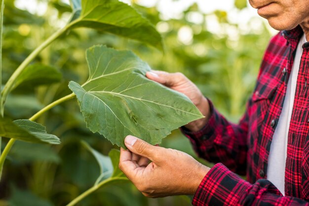 Man holding a leaf close up