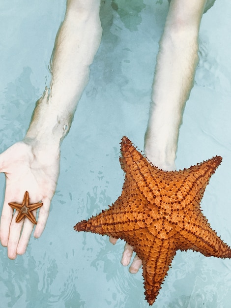 Man holds sea stars on his white arms