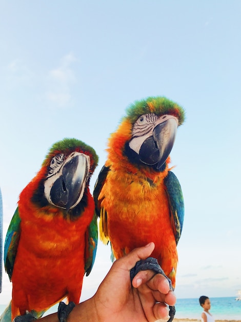 Man holds two colorful macaw parrots on his arm