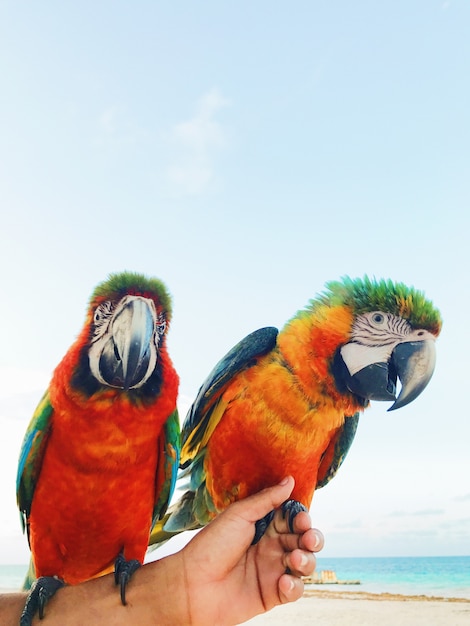 Free photo man holds two colorful macaw parrots on his arm