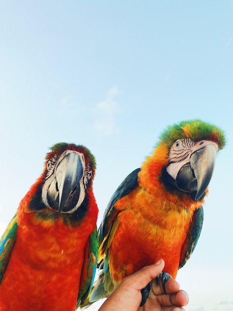 Man holds two colorful macaw parrots on his arm