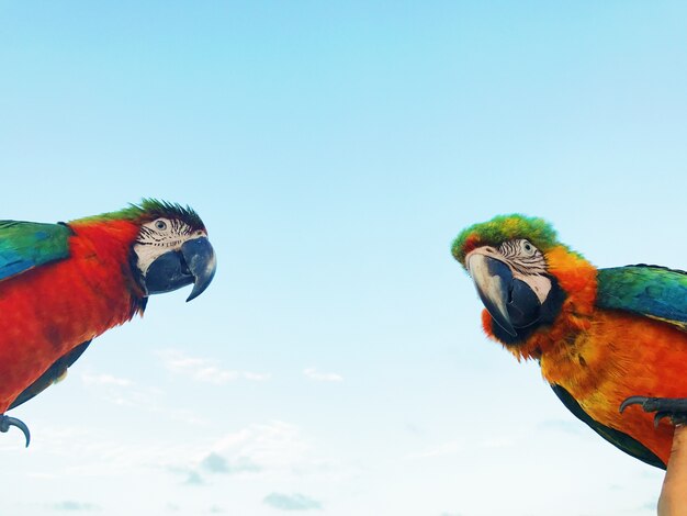 Man holds two colorful macaw parrots on his arm