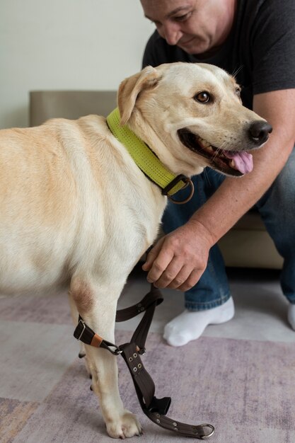 Man at home putting a leash on his dog