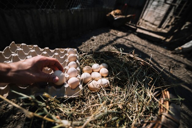 Man placing hatch eggs from nest into the carton