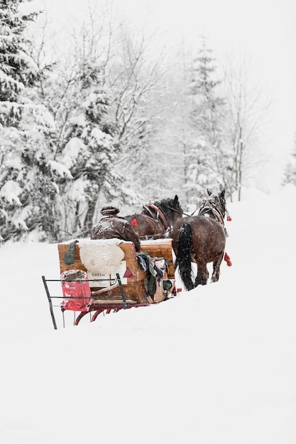 Free photo man riding sledge with horses in winter woods